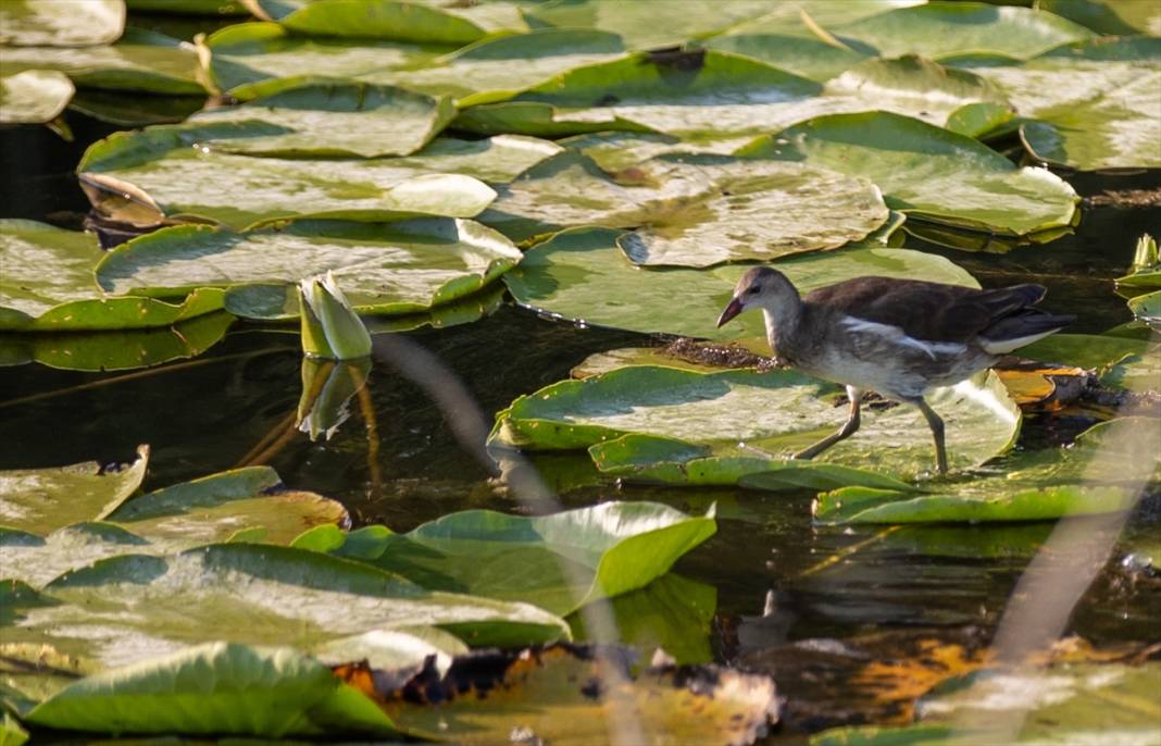 Türkiye’nin en büyük tek parça subasar ormanı 2